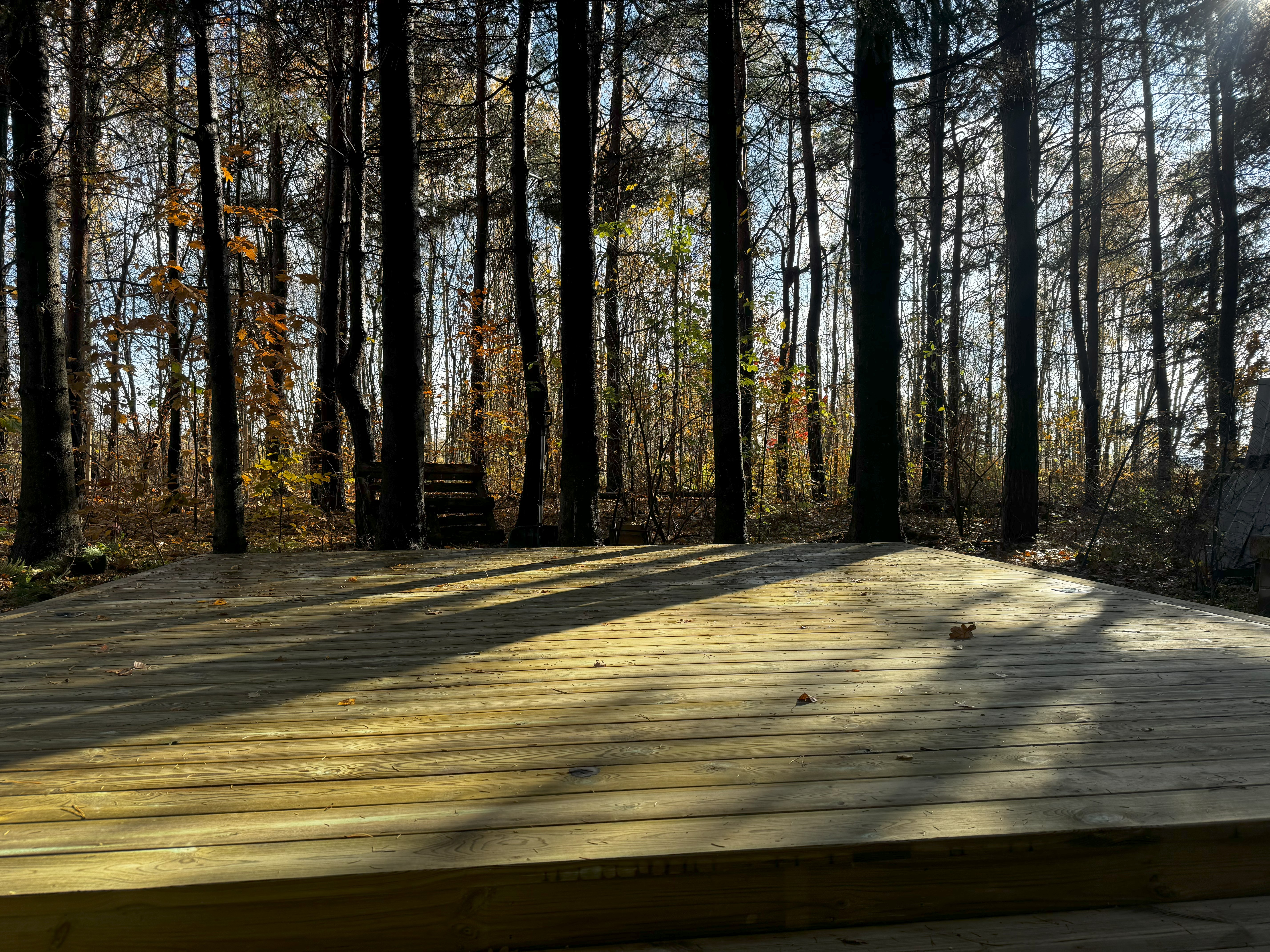 Taras świerk syberyjski